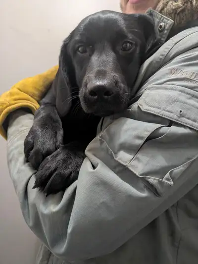 Labrador x Golden Retriever Puppies for Rehoming, View more