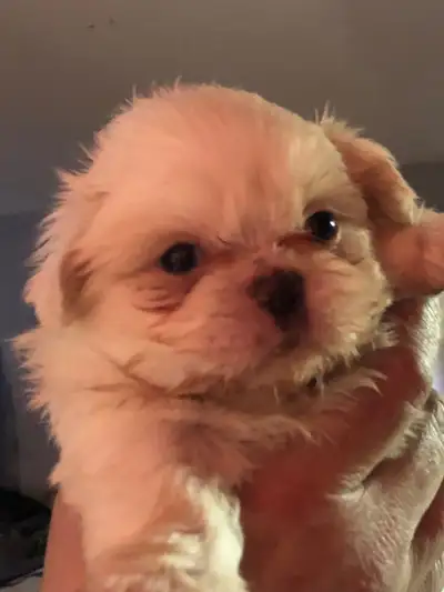 Puppies and dogs for rehoming, View more