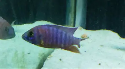 African Cichlids, View more