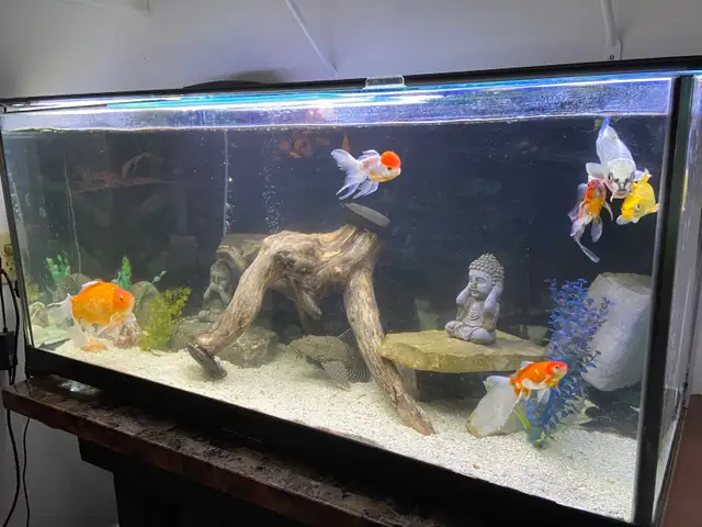 75 GALLON AQUARIUM FISH TANK $1100 - Pickering in Accessories in City of Toronto - Image 4