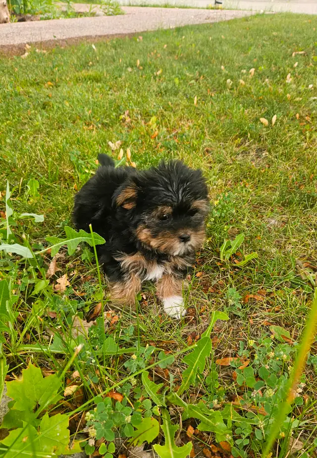 Teddy bear Shorkie Puppies - 1 Female left in Dogs & Puppies for Rehoming in Mississauga / Peel Region - Image 4