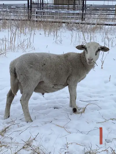 Ram Lambs Ready 4 Breeding, View more