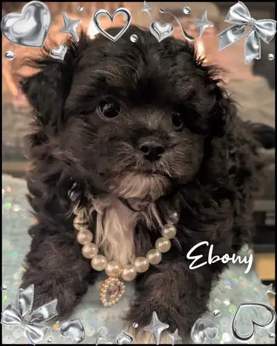 ❤️ ❤️ALL SOLD  Valentines Day Maltipoos ❤️❤️, View more