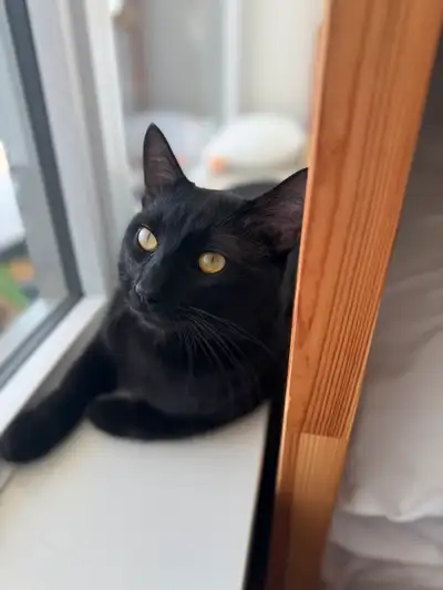 Selling   8 month old Bombay kitten, View more