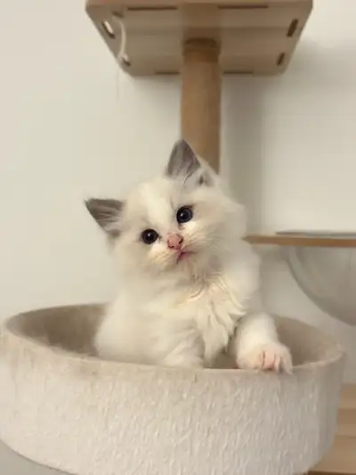 playful blue bicolor boy finding forever homes, View more