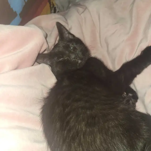 Darkness,burger,oreo