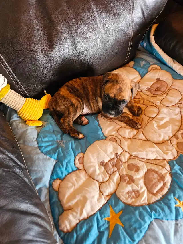 Chiots Boxer in Dogs & Puppies for Rehoming in West Island - Image 5