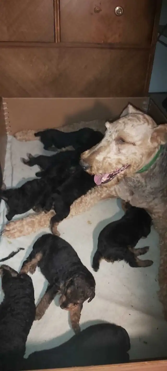 Airedale Terrier Puppies CKC Reg'd in Dogs & Puppies for Rehoming in Sudbury - Image 6