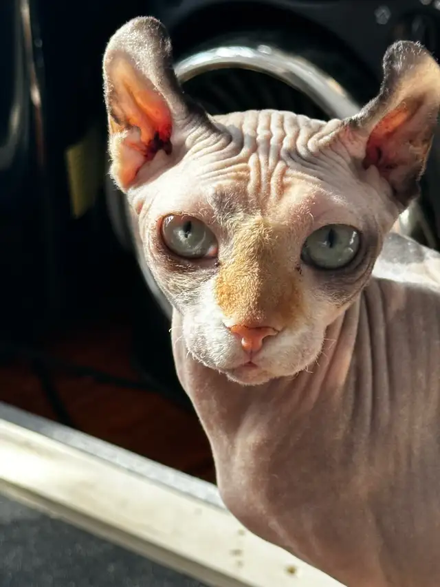 Sphinx Elf in Cats & Kittens for Rehoming in Québec City - Image 5
