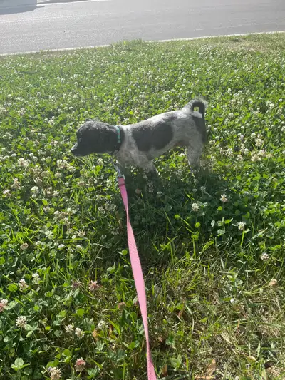 Meet Stella – Smart, Snuggly, and Full of Fun!, View more