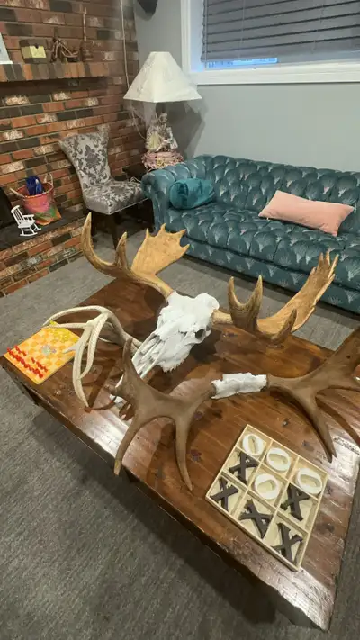 Offer/trade Trades looking for>taxidermy/big antlers