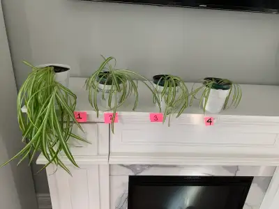SPIDER PLANTS: -Super easy to grow!, View more
