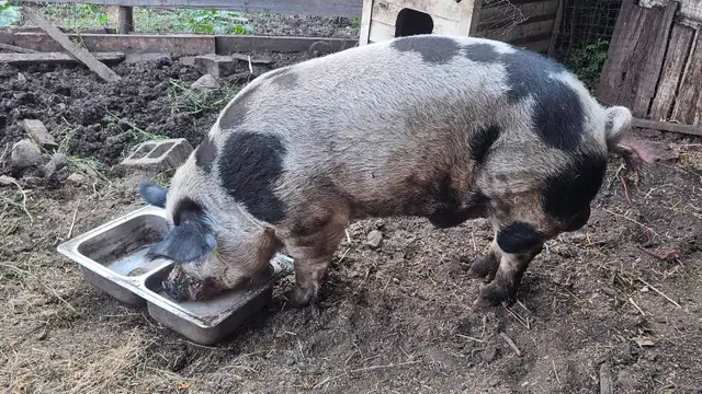 Boar looking for new home in Livestock in Vernon - Image 5