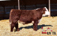 Hereford Yearling and Two Year old Bulls