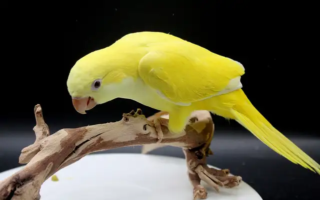 QUAKERS NAM DISPONIBLES in Birds for Rehoming in Laurentides - Image 2