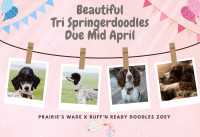 Springerdoodle