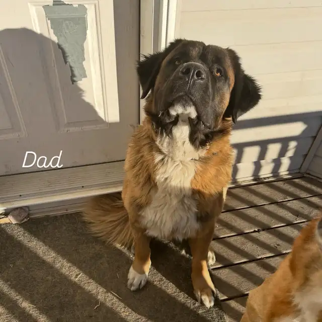 Saint Bernard mix puppies! in Dogs & Puppies for Rehoming in Winnipeg - Image 10