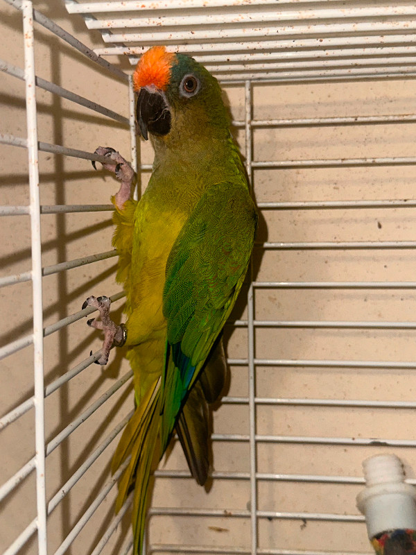 Male Peach Fronted Conure in Birds for Rehoming in Mississauga / Peel Region