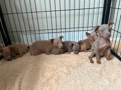 Miniature Pinscher puppies, View more