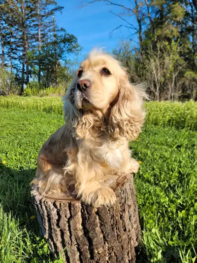 Cocker spaniel female, View more