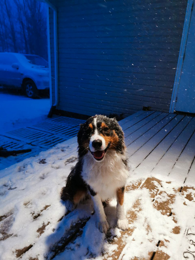 Australian Shepherd Puppies in Dogs & Puppies for Rehoming in Regina - Image 4
