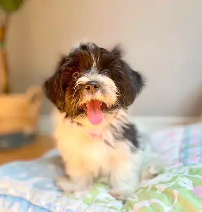 Adorable Havanese puppies! Hypoallergenic/Non shedding, View more