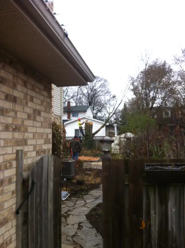 $SPECIALS$ DISCOUNTS FREE QUOTES FULLY INSURED AtoZ VIKING TREE in Lawn, Tree Maintenance & Eavestrough in Kingston - Image 4