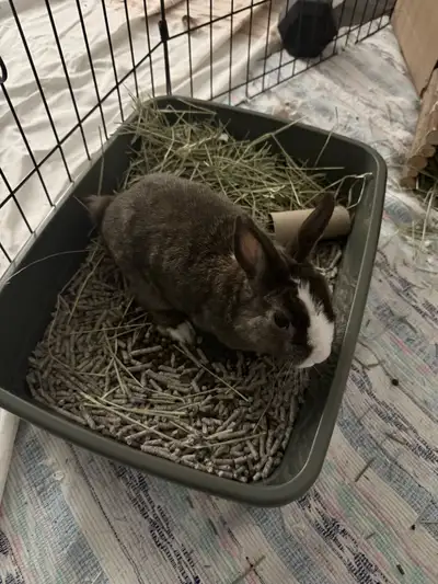 Je vends un lapin de 3 ans propre avec tous ses accessoires. Ce lapin est habitué à utiliser un bac...