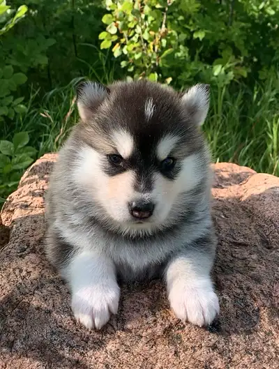 ULTIMATE SHEPSKY PUPS(Tamaskan), View more