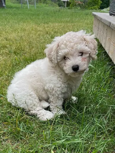 Morkie, Bichon Frise puppy, View more