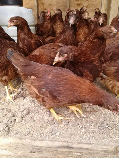 Rhode Island Red pure breed all female Ready to lay eggs in a few weeks $25 each Pick up in New Lowe...