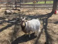 Silky Fainting goats - bucks