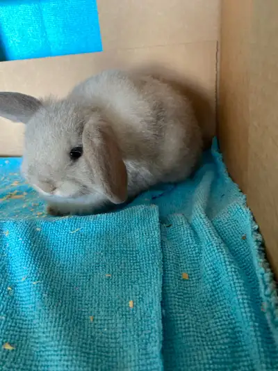  bébé, lapin, Bélier hollandais , View more