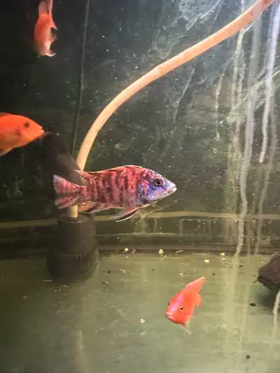 OB peacock 3.5 inches, View more