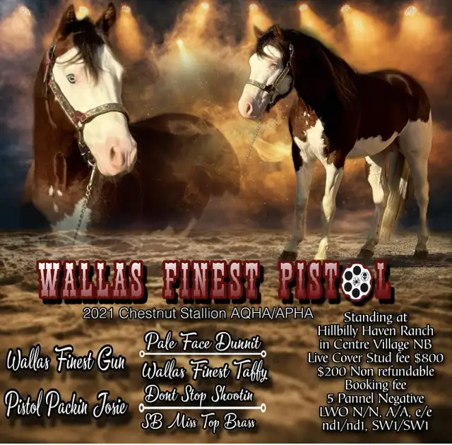 AQHA/APHA Standing at stud  in Horses & Ponies for Rehoming in Moncton - Image 2