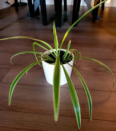 SPIDER PLANT (WITH CERAMIC POT), View more