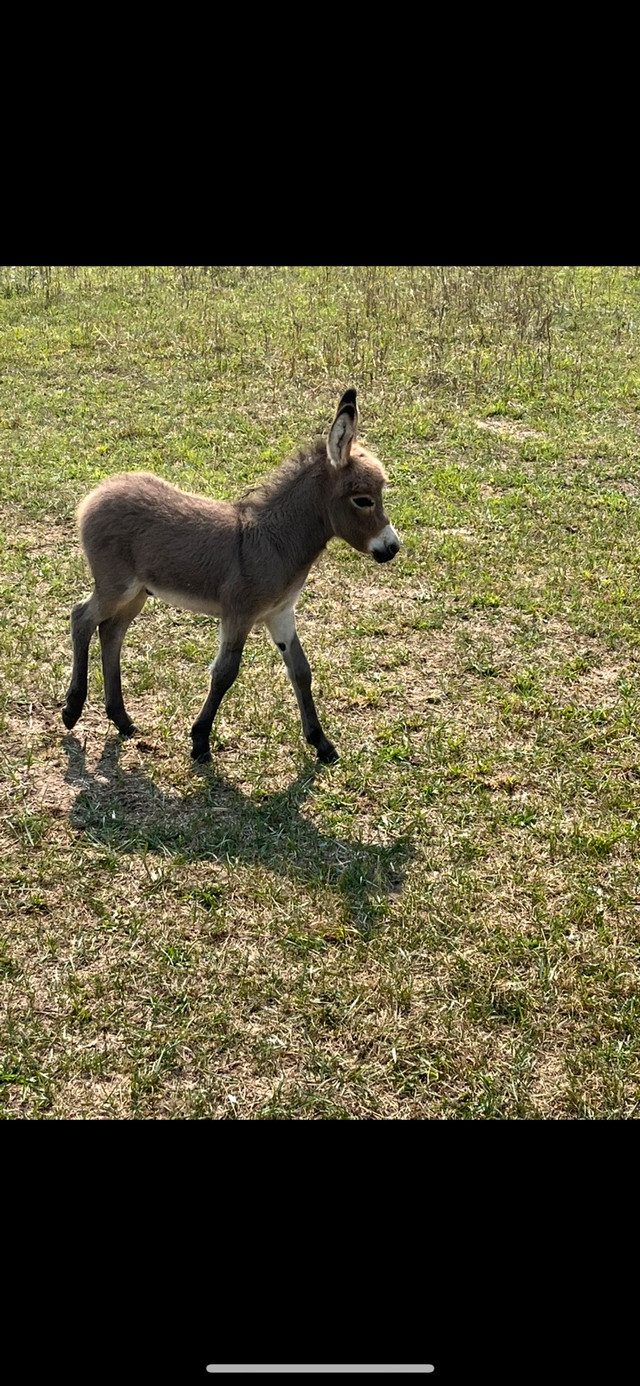 Mini Donkeys for sale in Horses & Ponies for Rehoming in Owen Sound - Image 2
