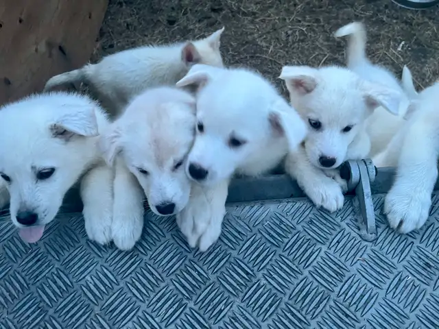Samoyed/Labsky Puppies in Dogs & Puppies for Rehoming in Penticton - Image 3