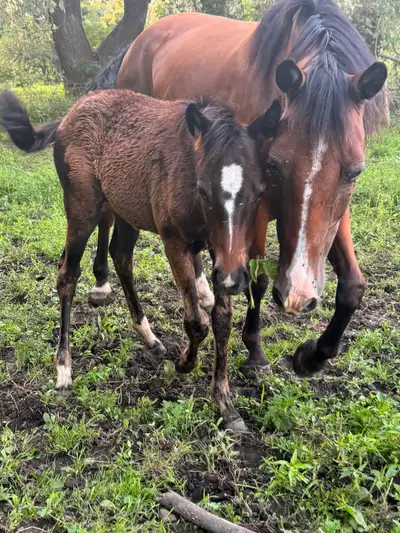 appendix barrel prospect filly , View more