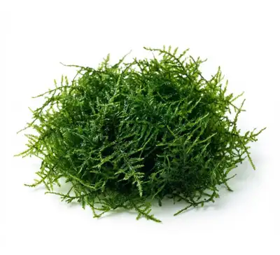 Mousse de java et cryptocoryne (plantes d'aquarium), View more