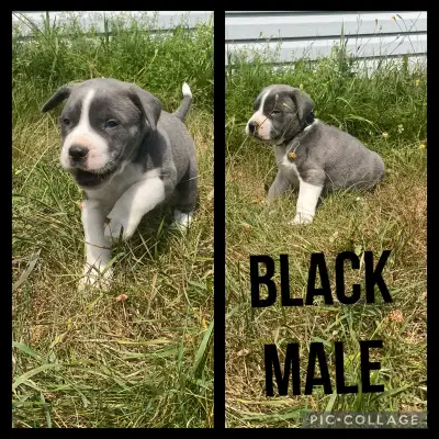 Bullmastiff X German Short Hair Pointer, View more