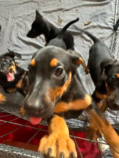 Doberman/ German Shepherd puppies !, View more