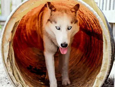 Imagine your dog running free, tail wagging, surrounded by friends and caring hands. That’s Green Wo...
