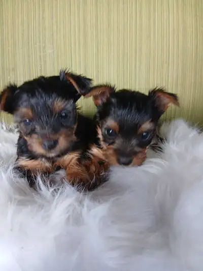 Yorkie Puppies Female, View more