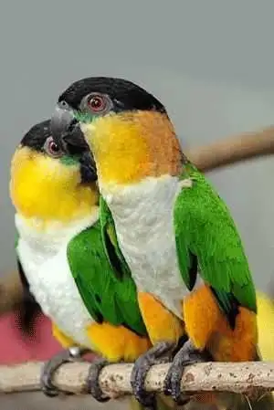 black capped caique , View more