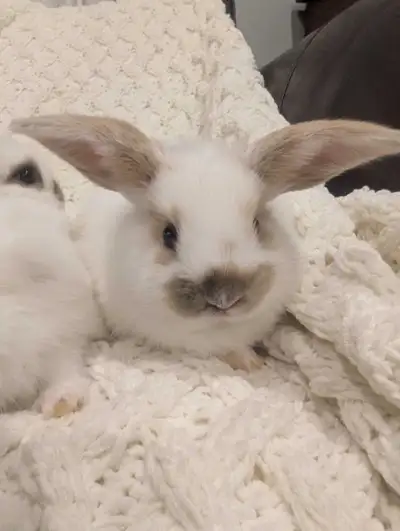 Baby Rabbits , View more