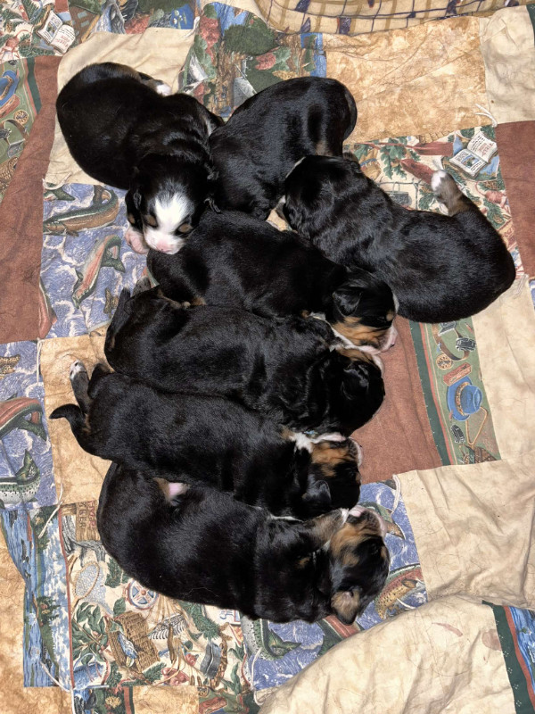 Bernese mountain dog puppies in Dogs & Puppies for Rehoming in Brandon - Image 2