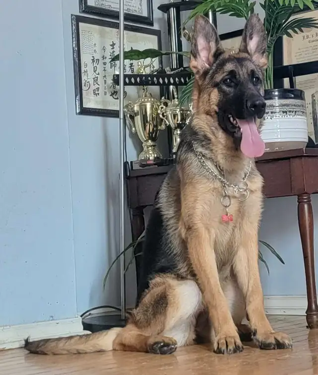 Available! CKC Female German Shepherd in Dogs & Puppies for Rehoming in Hamilton - Image 6