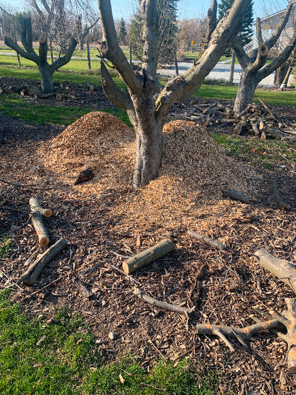 APPLE WOOD CHIPS in BBQs & Outdoor Cooking in Windsor Region - Image 3