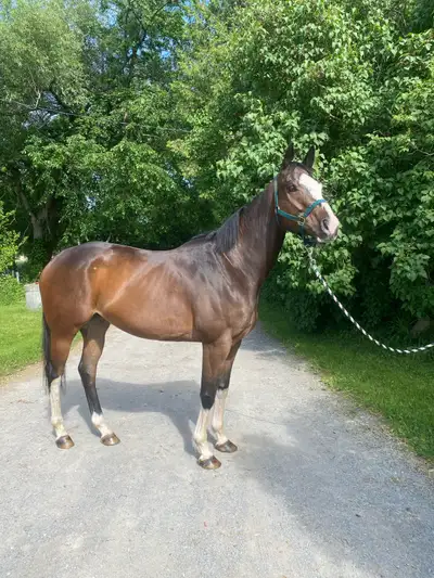 6 yo OTTB Bay Gelding, View more